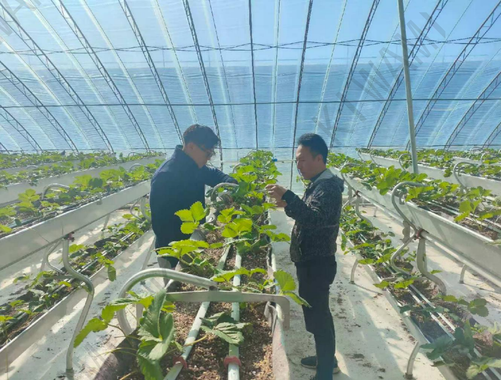 Japanese strawberry expert on-site at Dandong greenhouse
